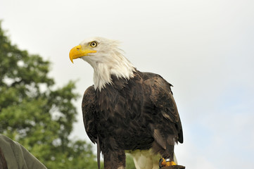 Bald eagle on hand in glove.