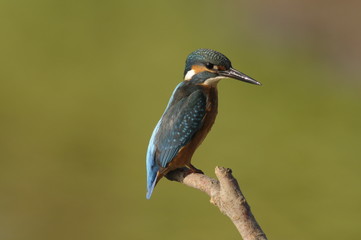 The Common Kingfisher (Alcedo atthis)