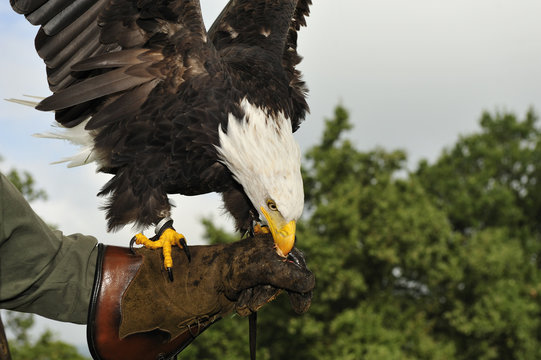 Men carrying a bald eagle on his arm,wings spread.