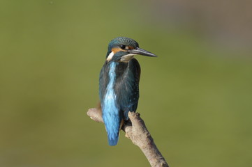The Common Kingfisher (Alcedo atthis)