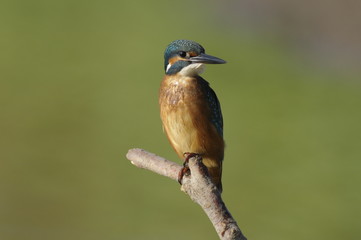 The Common Kingfisher (Alcedo atthis)