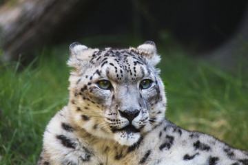 Snow leopard grass wood