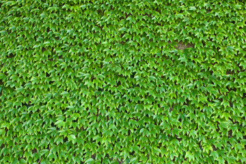 Green plants as background