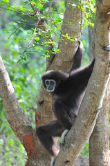 Black Gibbon