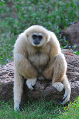 White Cheek Gibbon