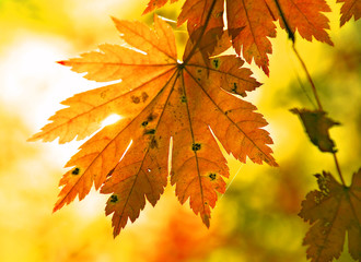 Autumnal maple leaf and sunbeam