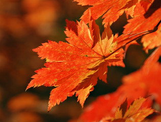 Red maple