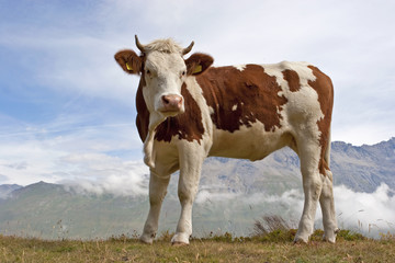 Fototapeta na wymiar Znaleziono Krowa
