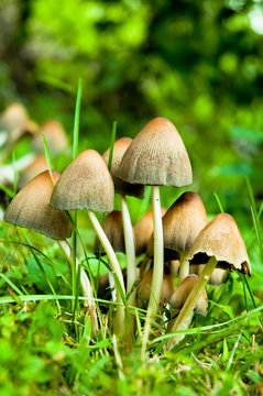 mushrooms on grass
