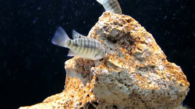 Acquario
