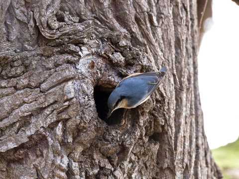 Sittelle torchepot - Eurasian Nuthatch - Sitta Europea