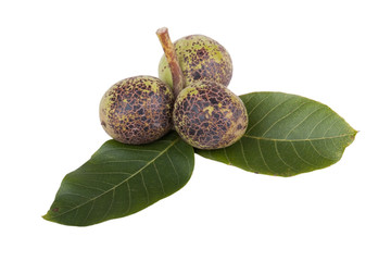 Grüne unreife Walnuß