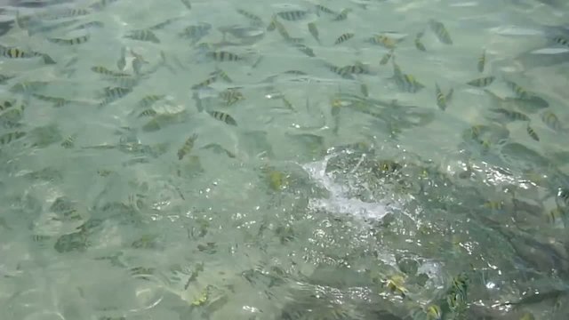 Fische im Meer