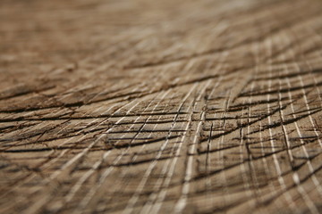 Holz