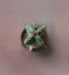 Myrtillocactus geometrizan