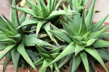 Haworthia