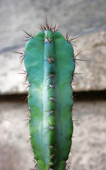 Myrtillocactus geometrizan