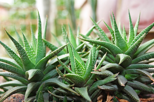 Haworthia