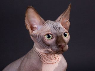 Sphynx chocolate kitten