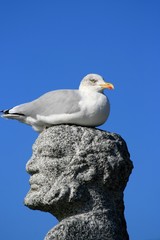 goeland