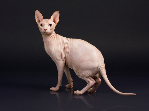 Hairless Cats Images Browse 42 507 Stock Photos Vectors and