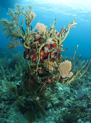 Naklejka na ściany i meble Caribbean coral reef scene