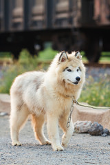 Alaskan MalamuteSiberian Husky