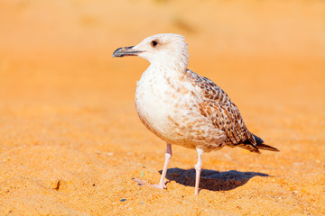 Seagull on the sand