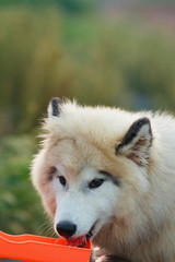 Obraz premium Alaskan MalamuteSiberian Husky