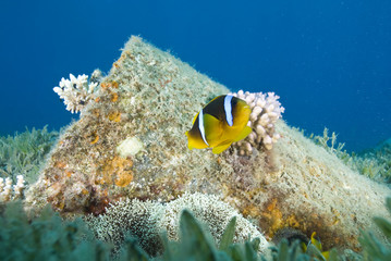 Red Sea anemonefish, aka. Nemo, close to a barrel.