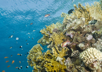 Fototapeta na wymiar A colorful and vibrant tropical reef scene.