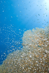 Fototapeta na wymiar Gorgonian fan coral with school of baitfish.