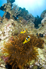 Naklejka na ściany i meble Couple of clownfish with their anemone.