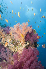Fototapeta na wymiar Vibrant orange and pink soft coral growing on a tropical reef.