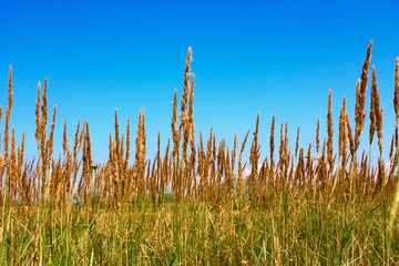 Cereals wild plants. Kinburn Spit near Ochakiv, Ukraine