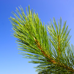 Green pine branch on a background of blue sky