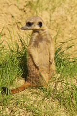 Naklejka na ściany i meble Meerkat standing in the grass looking to the left
