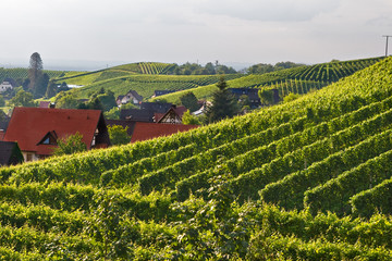 Fototapeta na wymiar Vineyards in the Black Forest, Germany