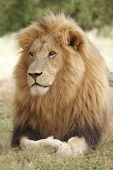Fototapeta na wymiar Male lion resting