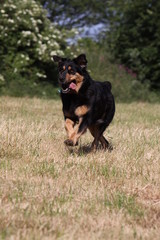 Mischlingshund
