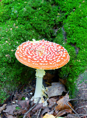 Toadstool or fly agaric mushroom