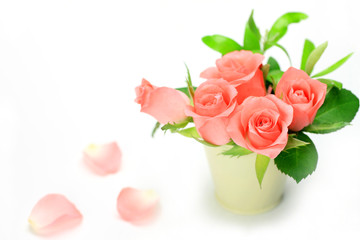Fototapeta premium rose