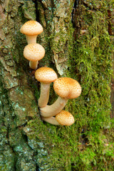 Eatable mushrooms, honey agarics