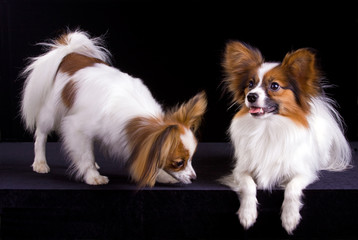 Two papillons
