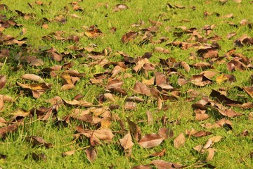 herbstlaub auf wiese II