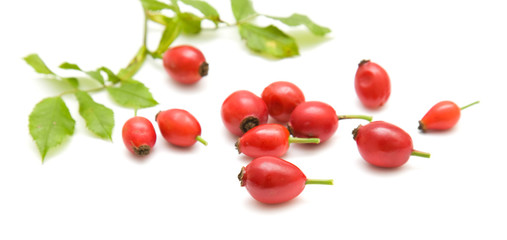 rosehips isolated on white