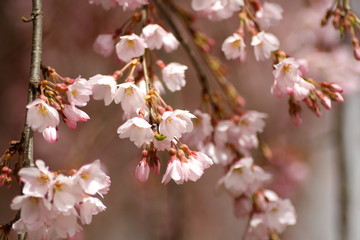 Fototapeta na wymiar しだれ桜　cherry blossom