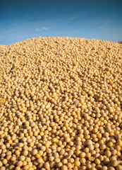 Soybean Harvest