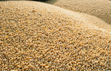 Soybean Harvest