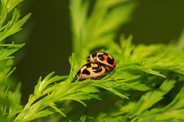 ladybug